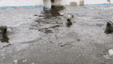 a group of seals are swimming in the water together