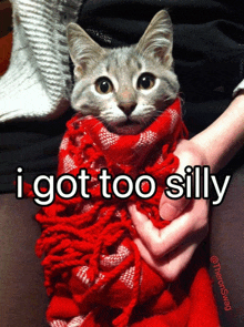 I Got Too Silly Cat GIF - I Got Too Silly Silly Cat GIFs