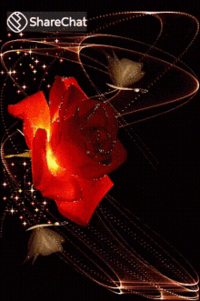 गुलाब चमचमातेतारे GIF