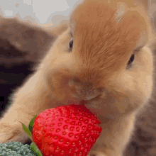 Bunny Strawberry GIF - Bunny Strawberry Bunnystrawberry GIFs