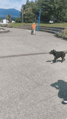 Dog Jump Dogjump GIF - Dog Jump Dogjump GIFs