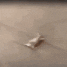 Autistic Mouse Rolling GIF - Autistic Mouse Rolling Volitz GIFs