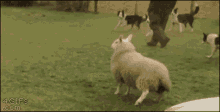 Funny Sheep GIF - Funny Sheep GIFs