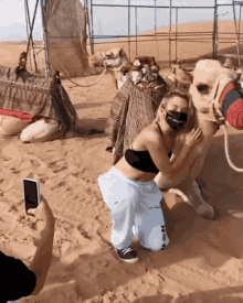 Camelo Sofya GIF