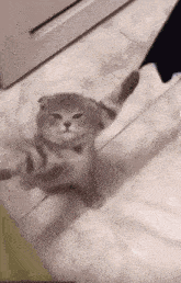 Cat Spiderman GIF - Cat Spiderman Tobey Maguire GIFs