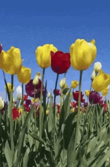 Tulips Flowers GIF - Tulips Flowers Blue Sky GIFs