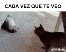 Cada Vez Que Te Veo GIF - Cats Playing Play GIFs