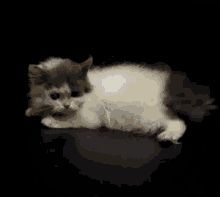 a blurry picture of a white cat laying on a black surface
