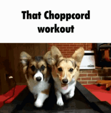 Choppcord Cord GIF - Choppcord Cord Dog GIFs
