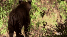 Running Tigers Fight For Territory GIF