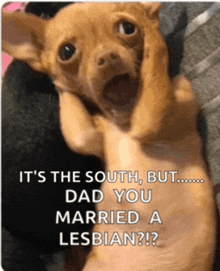 a picture of a chihuahua with a caption that says it 's the south but dad you married a lesbian