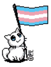 trans cat