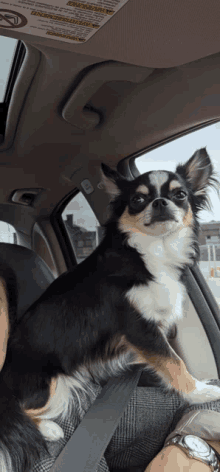 Dog Sits Like A Bird Chihuahua GIF - Dog Sits Like A Bird Chihuahua GIFs