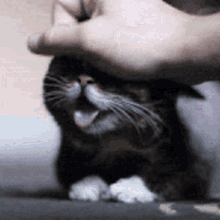 Meow Cat GIF - Meow Cat Cute Cat GIFs