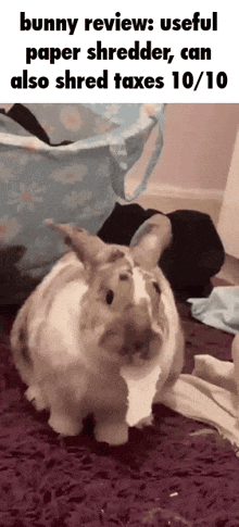 a bunny is standing on a purple rug next to a paper shredder that can shred taxes