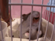 Hamster Angry GIF - Hamster Angry Scream GIFs