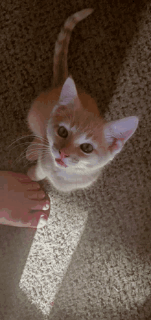 Kitten Cute GIF - Kitten Cute Tiny GIFs