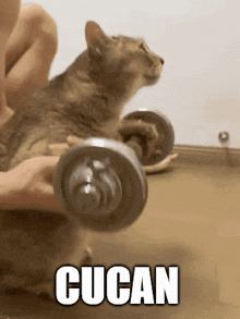 a cat is lifting a dumbbell with the word cucan above it .
