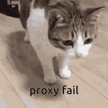 Proxy Fail Pluralkit GIF - Proxy Fail Pluralkit Cat GIFs