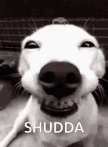 Shudda Shuddaserver GIF - Shudda Shuddaserver GIFs