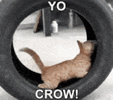Cro Crow GIF - Cro Crow Hi GIFs