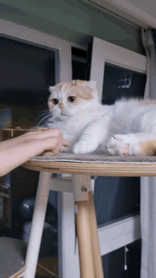 a person petting a white cat on a wooden table