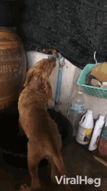 Thirsty Water GIF - Thirsty Water Faucet GIFs
