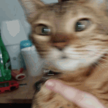 Shaking Cat Cat GIF - Shaking Cat Cat Shake GIFs