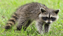 Oh Yeah Just A Raccoon GIF - Oh Yeah Just A Raccoon GIFs
