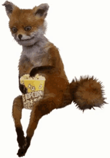 popcorn fox