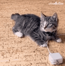 Touch The Pet Collective GIF - Touch The Pet Collective Cat GIFs
