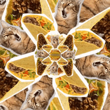 Cats And Tacos GIF - Hypnotize Repeat Cat GIFs