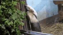 a small animal is standing in front of a glass door and looking out .