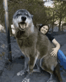 Gig Wolf GIF - Gig Wolf Dog GIFs