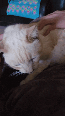 a person petting a white cat with a blue purse in the background