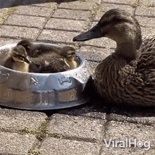 This Dog Bowl Is Our Nest Now Viralhog GIF - This Dog Bowl Is Our Nest Now Viralhog Ducklings Chilling In A Dog Bowl GIFs