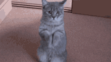 Pinger Cat GIF - Pinger Cat GIFs