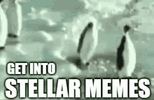 Stellar Memes Get Into GIF - Stellar Memes Get Into Penguin GIFs