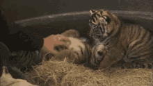 забавные тигрята животные животное GIF - Tigriyata Jivotnie Miloe GIFs
