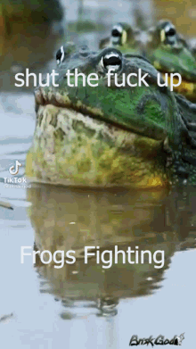 Frogs Frogs Fighting GIF - Frogs Frogs Fighting Stfu GIFs