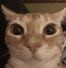 a close up of a cat with big eyes