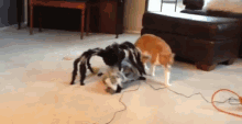 Cat Scared GIF - Cat Scared Spider GIFs