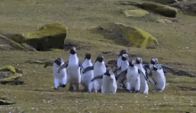 Penguins Chasing A Butterfly GIF