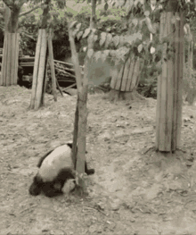 Pandaa GIF