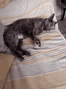 Cute Cat GIF - Cute Cat Sleepy GIFs
