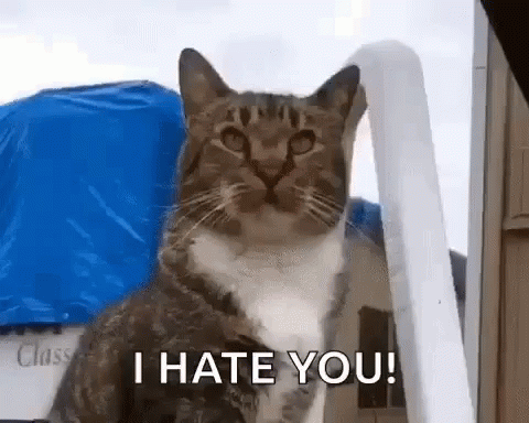 Cat Angry GIF - Cat Angry Meme - Discover & Share GIFs