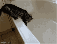 Cat Fail GIF - Cat Fail Oops GIFs