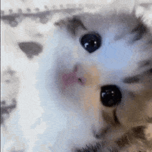 Kitten Stare GIF