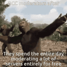 bcc monkey dance funny moderators