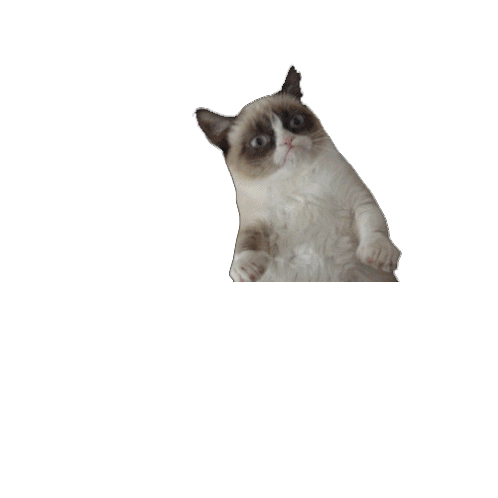 Cat Angry Sticker - Cat Angry Grumpy - Discover & Share GIFs